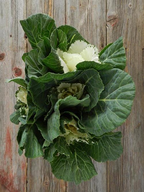 WHITE KALE